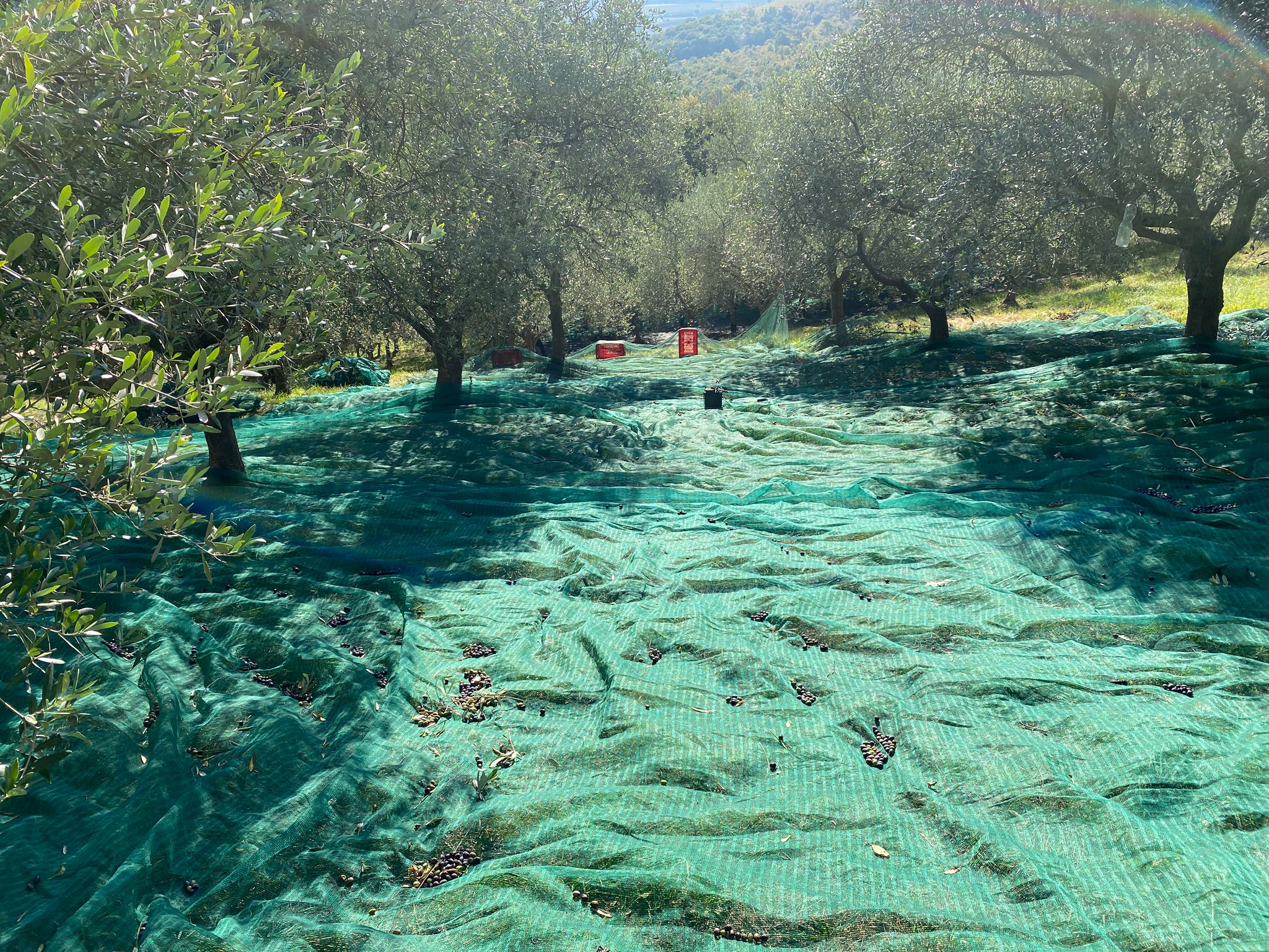 202510 Olivi Arquà Petrarca